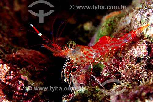  Caridean Shrimp (Rhynchocinetes rigens) - Fernando de Noronha region - Pernambuco state - Brazil 