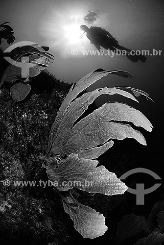  Coral and diver - Cabo Frio region - Rio de Janeiro state - Brazil 