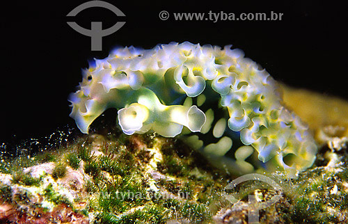  (Elysia crispata) - Bonaire  