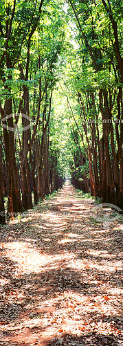 (Hevea brasiliensis)  Forest of rubber trees, highway with rubber trees in turn, Colina city - Sao Paulo - Brasil 