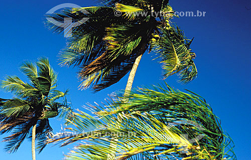  Coconut trees - Salvador city - Bahia state - Brazil 