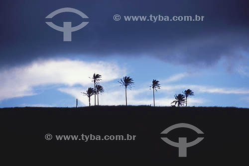  Coconut trees during a storm 
