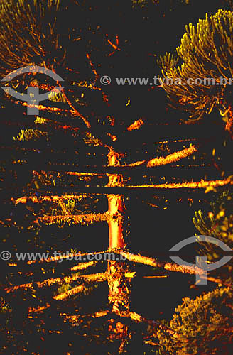  (Araucaria angustifolia) Parana Pines - South Brazil 