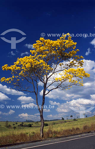  (Tabebuia) Yellow Ipe - Minas Gerais state - Brazil 
