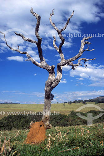  Dead tree with termites in the roots - Cerrado Ecosystem - Minas Gerais state - Brazil 