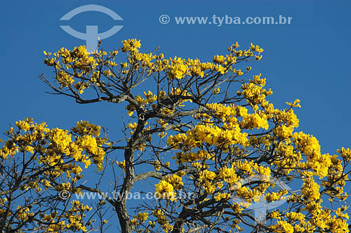  Ipe Tree - Limeira city - Sao Paulo state - Brazil 
