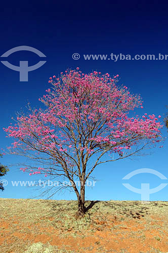  Ipe Tree - Araraquara city - Sao Paulo state - Brazil 