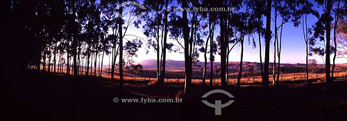  Eucalyptus forest - Minas Gerais state inland - Brazil - July 2002 