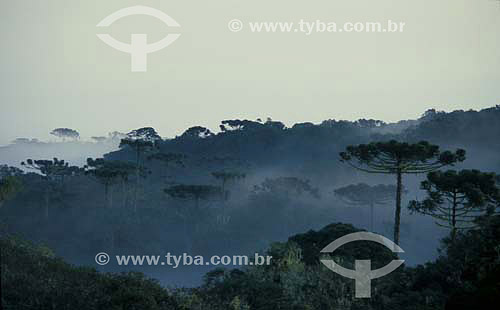  Araucaria forest with fog - Parana state - Brazil 