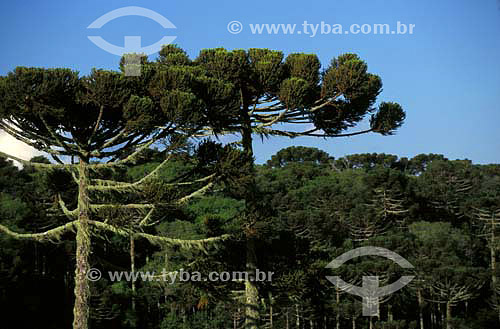  Araucaria forest - Parana state - Brazil 