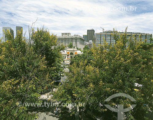  Ficus trees at Rio de Janeiro city center - Rio de Janeiro state - Brazil 