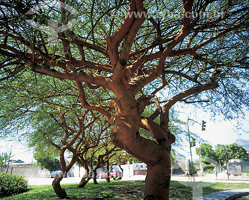  Esponjinha Amarela trees - Rio de Janeiro city - Rio de Janeiro state - Brazil 