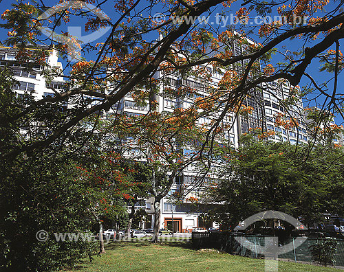  Ficus tree with buildings on the background 