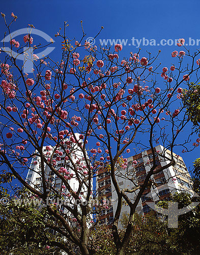  Tree in front of buildings 