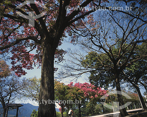  Trees at Rodrigo de Freitas Lagoon - Rio de Janeiro city - Rio de Janeiro state - Brazil 