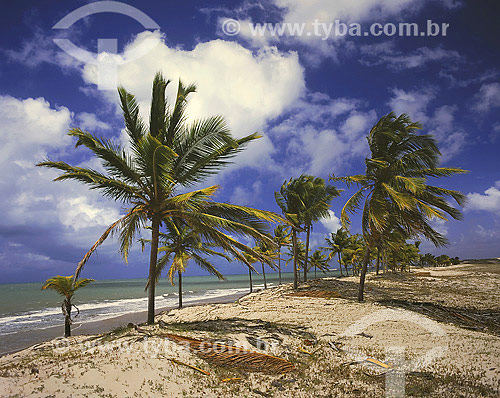  Coconut Palmtrees at beach - Rio Grande do Norte state - Brazil 