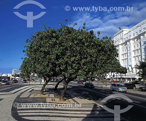  Hibiscus tiliaceus tree in front of Copacabana Palace hotel at Atlantica avenue - Rio de Janeiro city - Rio de Janeiro state - Brazil 