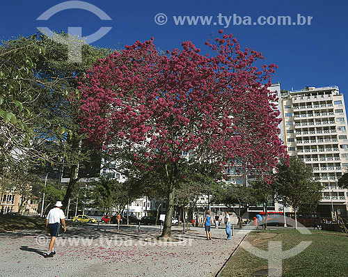  Tree in Flamengo Park - Rio de Janeiro - RJ - Brazil 