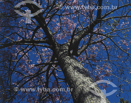  Tree (Chorisia speciosa) 