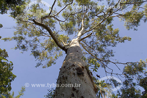  Tree (Caesalpinia ferrea)  