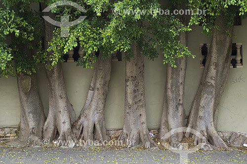  Ficus trees in front of wall - Sao Paulo city - Sao Paulo state - Brazil 