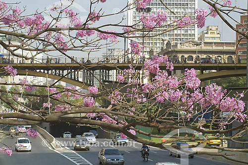  Ipe Roxo tree in Sao Paulo city - Sao Paulo state - Brazil 