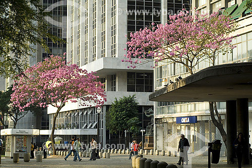  Ipe Roxo tree in Sao Paulo city - Sao Paulo state - Brazil 