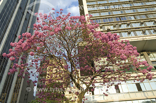  Ipe Roxo tree in Sao Paulo city - Sao Paulo state - Brazil 