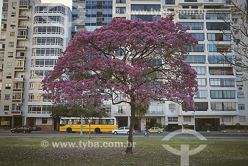  Ipe Roxo tree at Flamengo beach - Rio de Janeiro city - Rio de Janeiro state - Brazil 