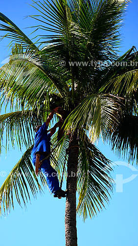  Man climbing Coconut tree 