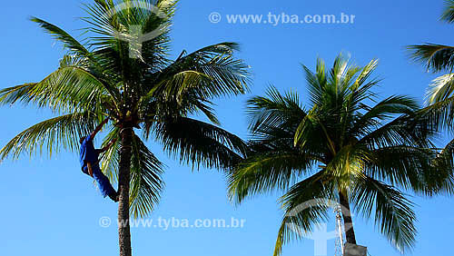  Man climbing Coconut tree 