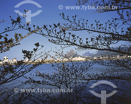  Detail of trees in Rodrigo de Freitas Lagoon borders with Two Brothers  Mountain and Gavea Stone on the background - Rio de Janeiro city - Rio de Janeiro state - Brazil 