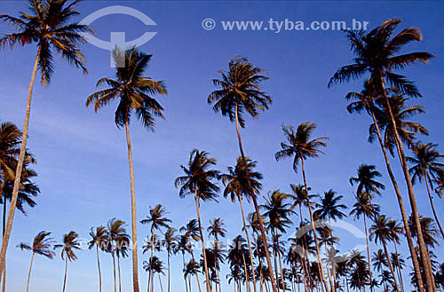  Coconut Palm - Bahia state - Brazil 