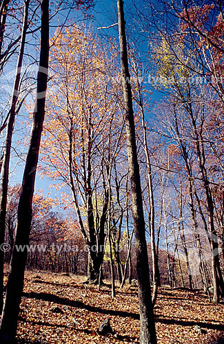  Trees 