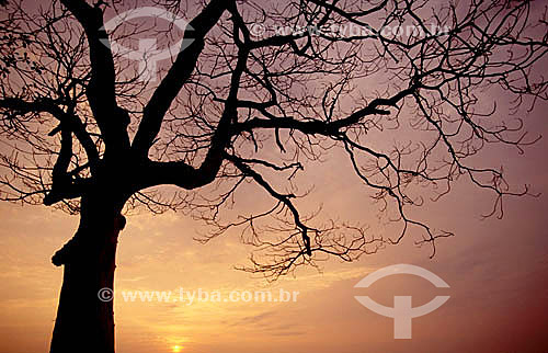  Tree by sunset 