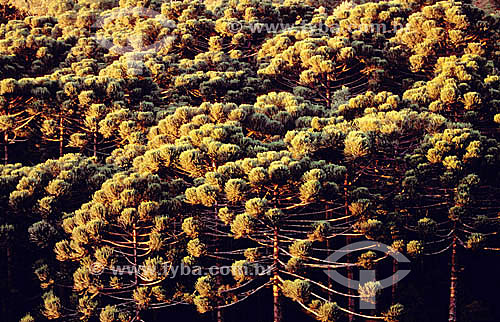  Forest of Parana Pines - Parana state - Brazil 