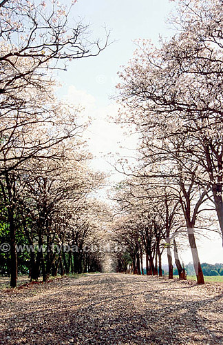  (Tabebuia roseo-alba) Ipe trees - Pindorama - Sao Paulo state-  Brazil 