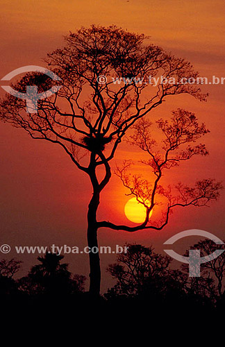  Ipe tree by sunset - Mato Grosso state - Brazil 