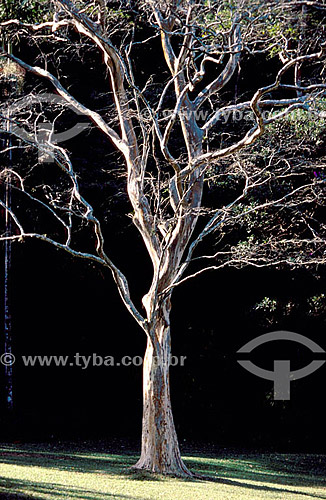  Tree at Parque da Cidade Park (City Park) -  Rio de Janeiro city - Reio de Janeiro state - Brazil 