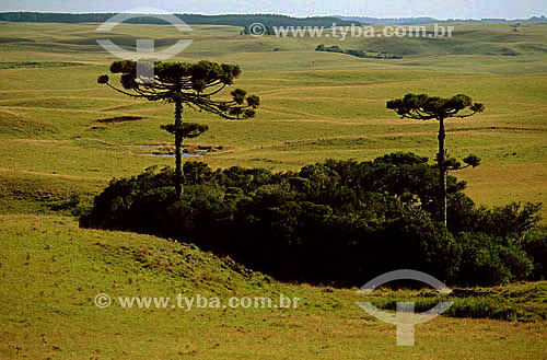  Parana Pines 