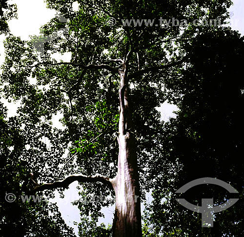  (Calycophyllum spruceanum) Mulateiro -  Botanic Garden - Rio de Janeiro city - Rio de Janeiro state - Brazil 