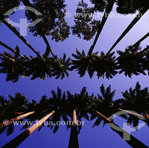  Palm trees 