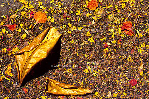  Dry leaves on the floor 