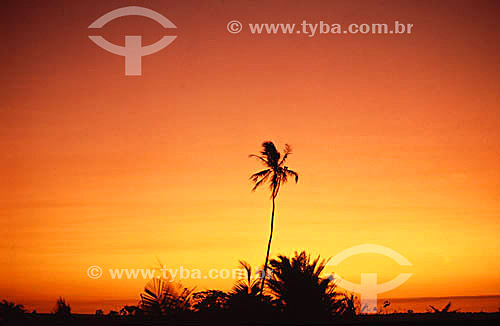  Silhouette of a coconut tree - Alcobaça - 