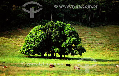  Group of trees - Marica - Rio de Janeiro state - Brazil 