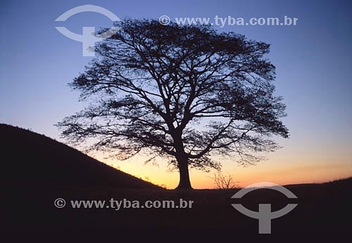  Tree at sunset - Araxa - Minas Gerais state - Brazil 