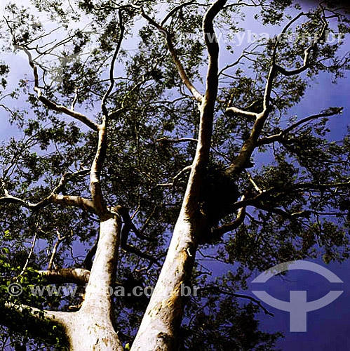  Eucalyptus - Botanic Garden - Rio de Janeiro city - Rio de Janeiro state - Brazil 