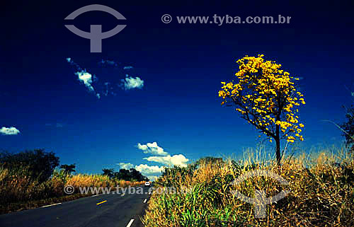  (Tabebuia serratifolia) Ipe Tree next to a road - tree - Minas Gerais state - Brazil 