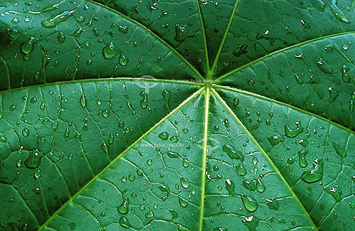  Detail of a castor oil plant - Used in the production of biodiesel 