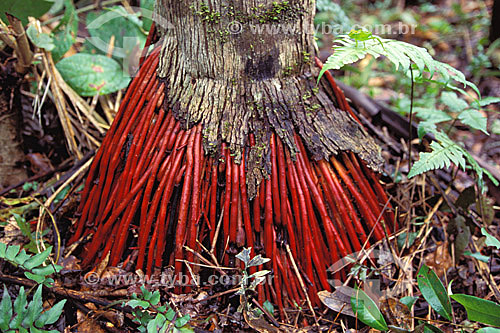  Tree`s root 